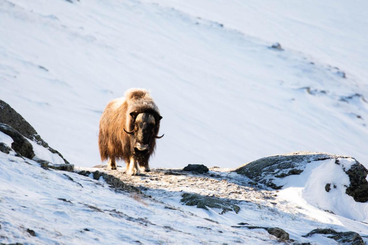 Rondane River Lodge - Rondane Gjestegard Enden المظهر الخارجي الصورة