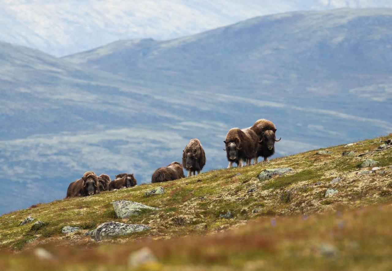 Rondane River Lodge - Rondane Gjestegard Enden المظهر الخارجي الصورة