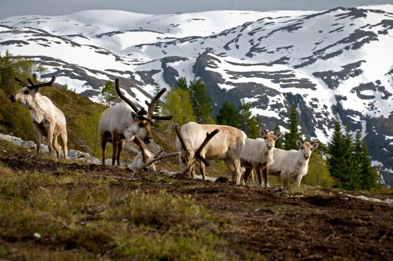 Rondane River Lodge - Rondane Gjestegard Enden المظهر الخارجي الصورة