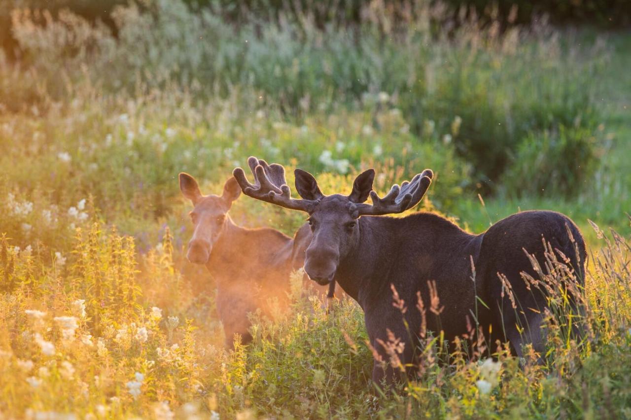 Rondane River Lodge - Rondane Gjestegard Enden المظهر الخارجي الصورة